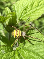 Argiope keyserlingi