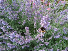 Bombus terrestris