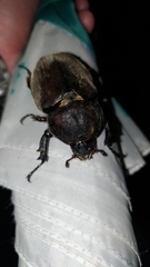 Trypoxylus dichotomus tsunobosonis