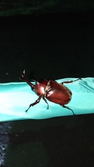 Trypoxylus dichotomus tsunobosonis