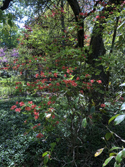 Rhododendron