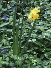 Narcissus