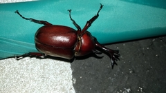 Trypoxylus dichotomus tsunobosonis