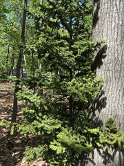 Taxus