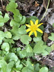 Ficaria verna