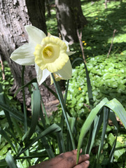 Narcissus