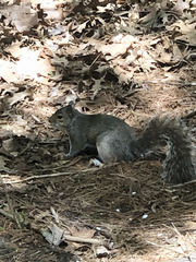 Sciurus carolinensis