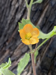 Abutilon parvulum