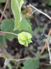 Abutilon parvulum