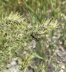 Lapposyrphus lapponicus