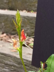 Cryptostylis arachnites