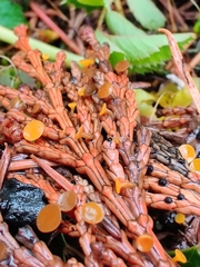 Chloroscypha alutipes