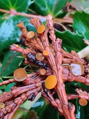 Chloroscypha alutipes