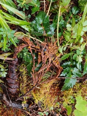 Chloroscypha alutipes