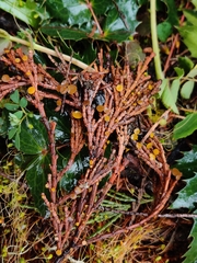 Chloroscypha alutipes