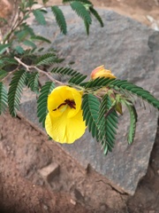 Chamaecrista glandulosa
