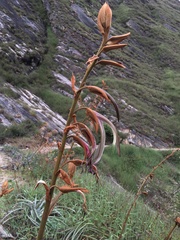 Puya ferruginea