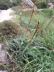 Puya ferruginea