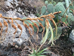 Puya ferruginea