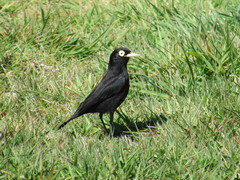 Hymenops perspicillatus