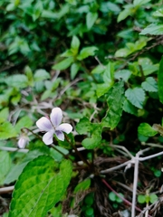 Viola formosana