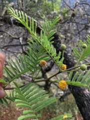 Vachellia
