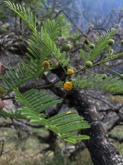 Vachellia