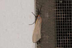 Pygarctia abdominalis