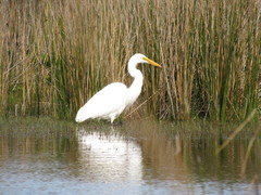 Ardea alba