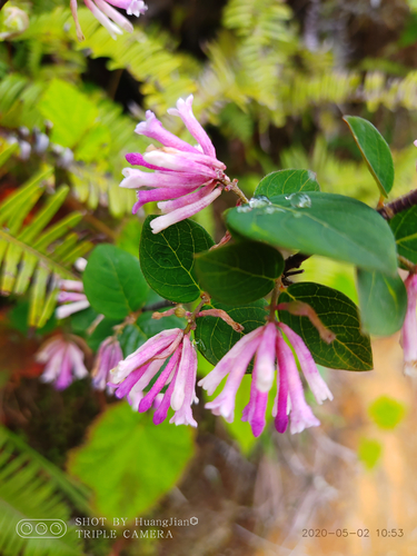 Chinese Wikstroemia