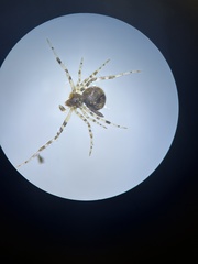 Cryptachaea blattea