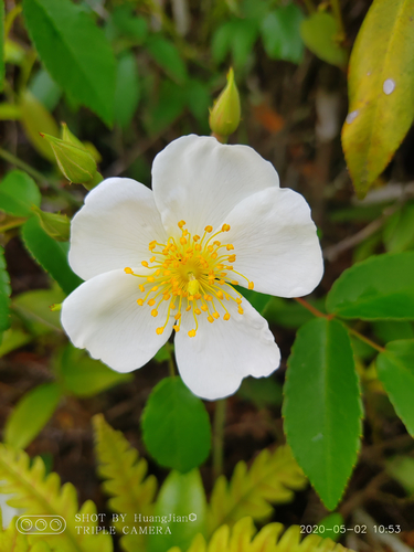 Rosa sambucina