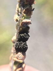 Epicoccum andropogonis