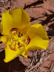 Calochortus aureus