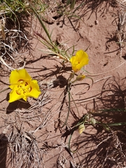 Calochortus aureus