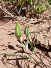 Calochortus aureus