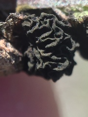 Epicoccum andropogonis