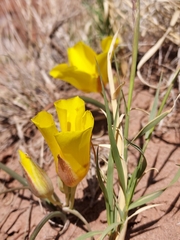 Calochortus aureus
