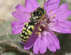 Steniolia elegans