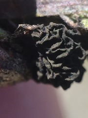 Epicoccum andropogonis