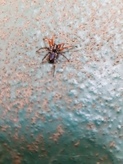 Nyssus