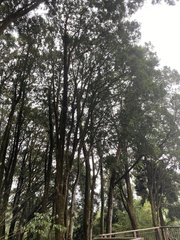 Calocedrus formosana