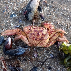 Cyrtograpsus angulatus