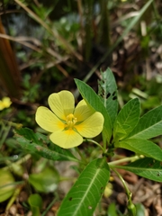 Ludwigia taiwanensis