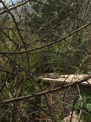 Panthera pardus orientalis