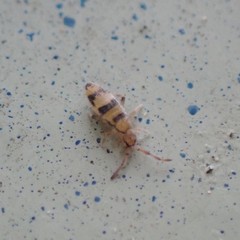 Entomobrya triangularis