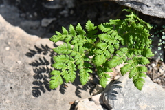 Cheilanthes leucopoda