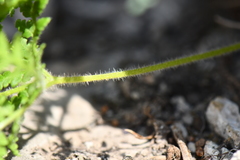 Cheilanthes leucopoda