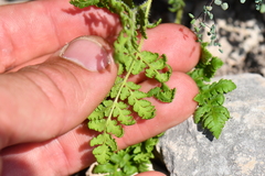 Cheilanthes leucopoda