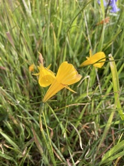 Narcissus bulbocodium